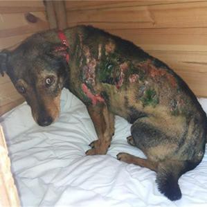 Обгореното куче Любчо се възстановява в клиниката на фондация 