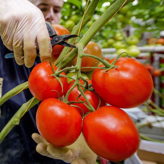 ”Пипино вирусът” е унищожителен за производството на българския оранжериен домат