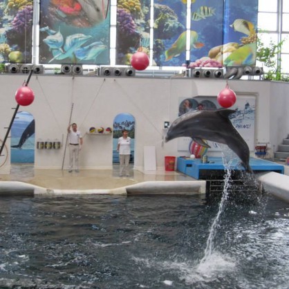 Делфините от варненския делфинариум