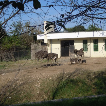 Щрауси в Столичния зоопарк