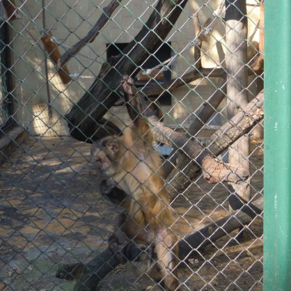 Маймуна в Столичния зоопарк