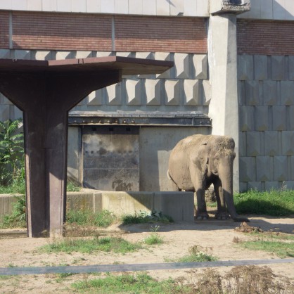 Слоницата в Столичния зоопарк