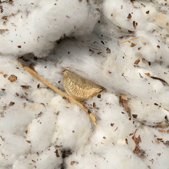 Реколта от памук в щата Джорджия, САЩ