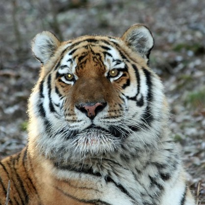 Сибирски тигър, пуснат на свобода от руския президент Владимир Путин