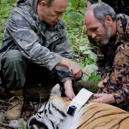 Сибирски тигър, пуснат на свобода от руския президент Владимир Путин