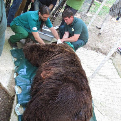 Двете русенски мечки Бойка и Станди днес бяха преместени от Лесопарка 