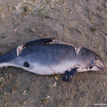 Мъртви делфини изхвърли морето между Ахелой и Поморие