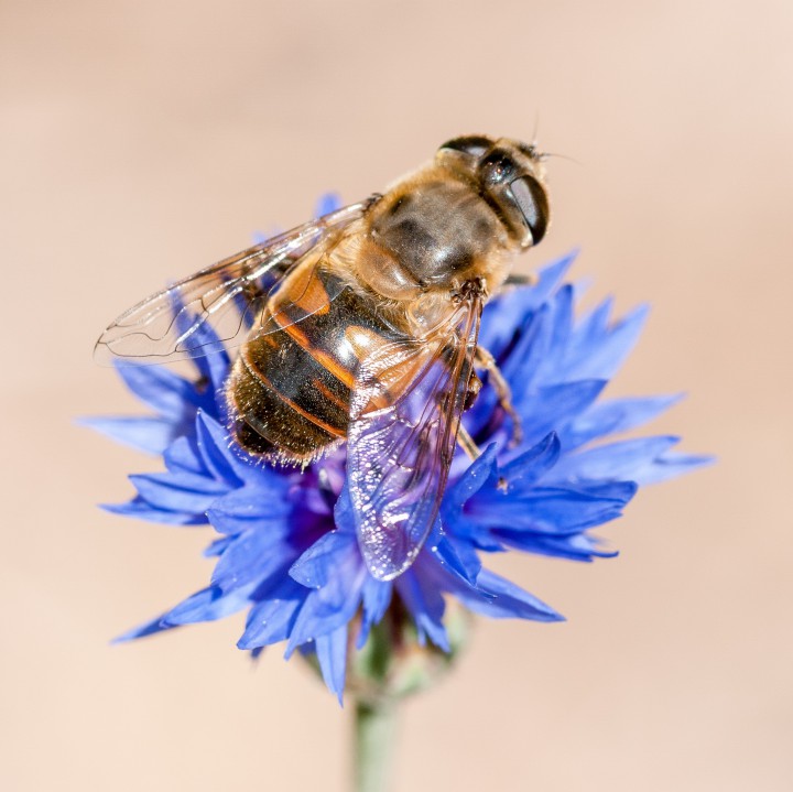 Пчелите, които са важна част от уникална симбиоза с растенията в природата, вече могат да бъдат заместени от дрон