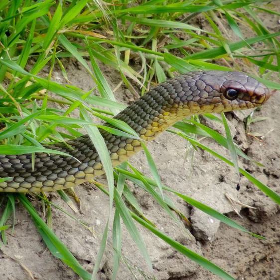 Змията е неотровна и е засечена в ненаселен район