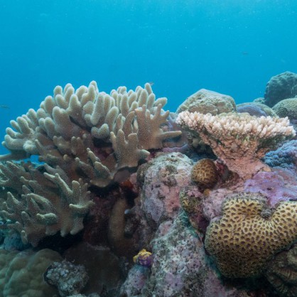 Корали на Големия бариерен риф в Австралия