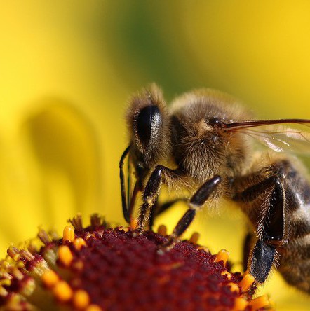 Пчелата е най-полезното насекомо, но е застрашено от действията на човека